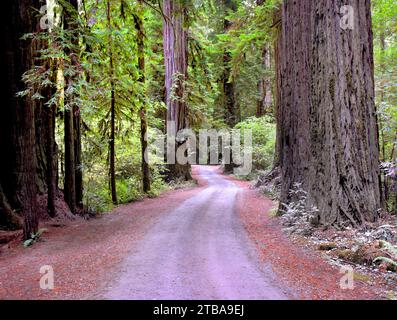 Un chemin de terre sinueux traverse les énormes séquoias de la forêt nationale de Redwood en Californie. Banque D'Images