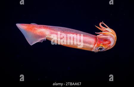 Le calmar volant purpleback ou calmar purpleback, Sthenoteuthis oualaniensis, est une espèce de céphalopode présente dans l'Indo-Pacifique. C'est considere Banque D'Images