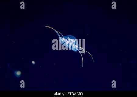 Une espèce inconnue de méduse hydroméduse, photographiée de nuit lors d'une plongée en eaux noires dans l'océan Pacifique ouvert à six miles au large de l'île de Yap, in Banque D'Images