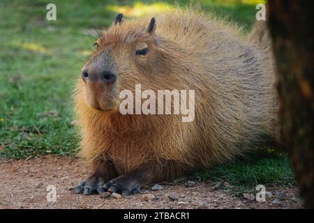 Capybara (Hydrochoerus hydrochaeris) - plus grand rongeur du monde Banque D'Images