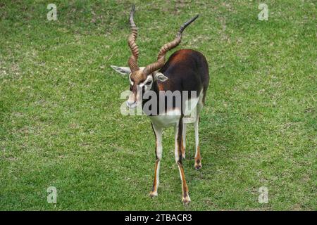 Mâle Blackbuck Antelope (Antilope cervicapra) Banque D'Images