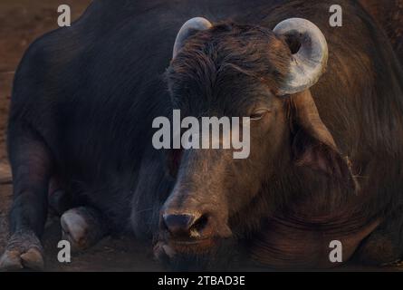 Murrah Buffalo Head - Buffalo d'eau (Bubalus bubalis) Banque D'Images