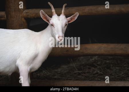 Saanen Goat - chèvre domestique blanche (Capra hircus) Banque D'Images
