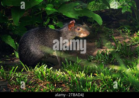 Agouti noir (Dasyprocta fuliginosa) - rongeur sud-américain Banque D'Images