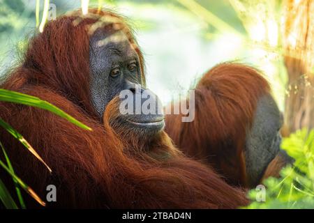 Femelle Sumatran Orangutan (Pongo abelii) Banque D'Images