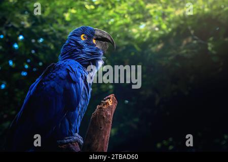 Macaw jacinthe (Anodorhynchus hyacinthinus) - Macaw bleu Banque D'Images