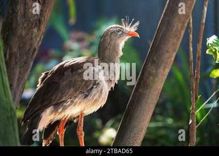 Oiseau Seriema à pattes rouges (Cariama cristata) Banque D'Images