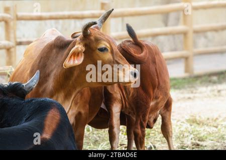 Tête de vache avec cornes (Bos Taurus) Banque D'Images