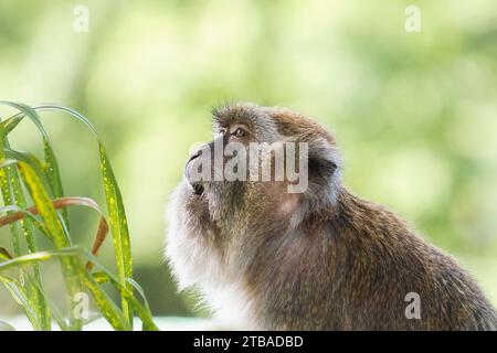 Crabe mangeant Macaque (Macaca fascicularis) Banque D'Images