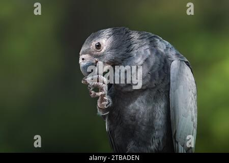 Perroquet du Grand Vasa (Coracopsis vasa) Banque D'Images