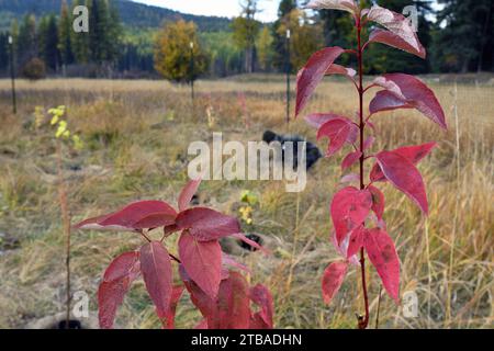 Plantation d'arbres par prévision à la propriété Vital Ground Broadie Habiat Preserve à l'automne. Vallée de Yaak, nord-ouest du Montana. Banque D'Images