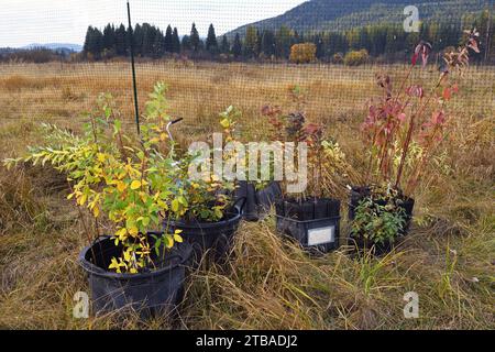 Plantation d'arbres par prévision à la propriété Vital Ground Broadie Habitat Preserve à l'automne. Vallée de Yaak, nord-ouest du Montana. Banque D'Images