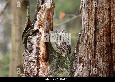 Hibou boréal, hibou de Tengmalm, hibou de Richardson (Aegolius funereus), assis sur un arbre, endormi, République tchèque, Domazlice Banque D'Images