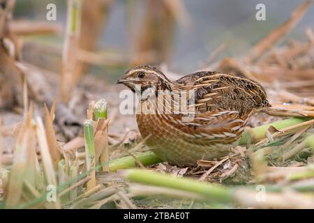 Caille commune (Coturnix coturnix), fourragère sur un champ de chaume, vue de côté, Koweït Banque D'Images