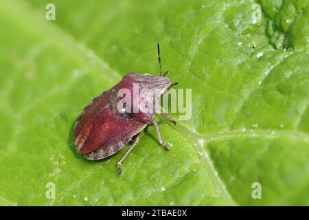 Insecte à dos de bouclier (Eurygaster testinaria), assis sur une feuille, vue dorsale, Allemagne, Mecklembourg-Poméranie occidentale Banque D'Images