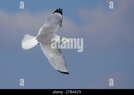 Kittiwake à pattes noires (Rissa tridactyla, Larus tridactyla), en vol plané, plumage hivernal, Italie, Toscane, Porto di Viareggio e mare antistante, Banque D'Images