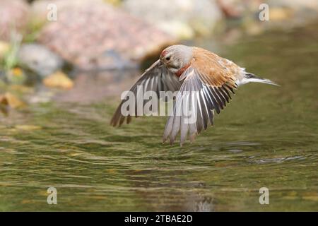 linnet (Carduelis cannabina, Acanthis cannabina, Linaria cannabina), mâle atterrissant dans l'eau d'une crique, Allemagne, Mecklembourg-Poméranie occidentale Banque D'Images