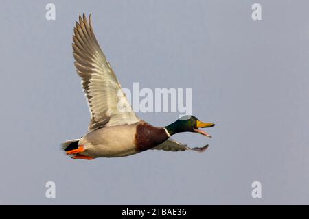 mallard (Anas platyrhynchos), appelant drake en vol, vue latérale, Italie, Toscane Banque D'Images