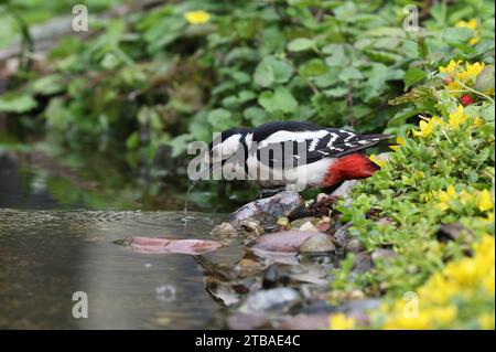 Grand pic tacheté (Picoides major, Dendrocopos major), femelle buvant du ruisseau, Allemagne, Mecklembourg-Poméranie occidentale Banque D'Images