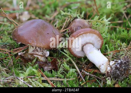 Jack glissant (Suillus luteus), fructification sur sol forestier, Allemagne, Mecklembourg-Poméranie occidentale Banque D'Images