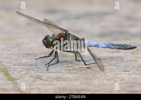 Libellule rare chasseur, libellula rare (Libellula fulva), mâle sur bois, vue latérale, Allemagne, Mecklembourg-Poméranie occidentale Banque D'Images