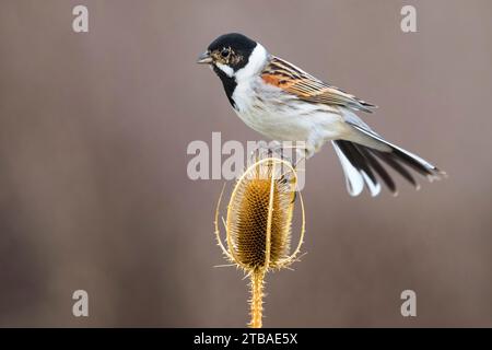 Banderole de roseau, banderole de roseau commune (Emberiza schoeniclus), perching mâle sur une cuillère à café, vue de côté, Italie, Toscane Banque D'Images