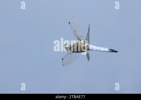 Rare libellule de chasse, rare libellula (Libellula fulva), mâle en vol, Allemagne, Mecklembourg-Poméranie occidentale Banque D'Images