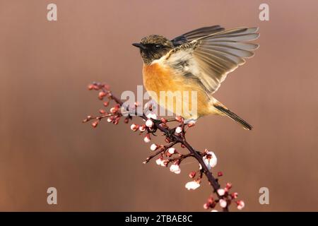 Stonéchat commun, stonéchat européen (Saxicola rubicola, Saxicola torquata rubicola), perchoirs femelles battant ses ailes sur une branche fleurie, côté Banque D'Images