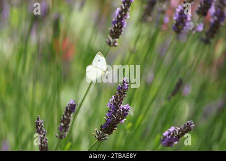 Petit blanc, papillon chou, chou importé (Pieris rapae, Artogeia rapae), approchant la lavande, Allemagne, Mecklembourg-Poméranie occidentale Banque D'Images