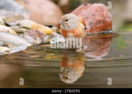 linnet (Carduelis cannabina, Acanthis cannabina, Linaria cannabina), mâle dans l'eau d'une crique, Allemagne, Mecklembourg-Poméranie occidentale Banque D'Images