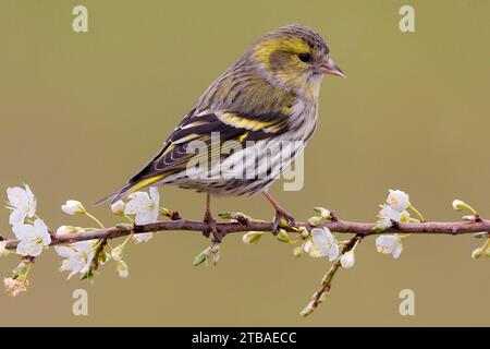 Sipeau d'épinette (Spinus spinus, Carduelis spinus), femelle perchée sur une brindille en fleurs, vue latérale, Italie, Toscane Banque D'Images