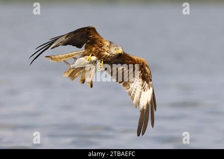 Cerf-volant rouge (Milvus milvus), attraper un poisson en vol, Allemagne, Mecklembourg-Poméranie occidentale, Malchiner See Banque D'Images