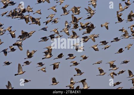 Pigeon de bois, pigeon de bois commun (Columba palumbus), décollage du troupeau, vue latérale Banque D'Images
