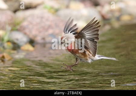 linnet (Carduelis cannabina, Acanthis cannabina, Linaria cannabina), mâle atterrissant dans l'eau d'une crique, Allemagne, Mecklembourg-Poméranie occidentale Banque D'Images