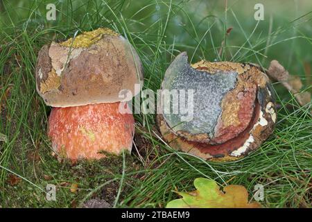 Bolète à tige pointillée, bolète à tige pointillée, bolète Scarletina (Neoboletus erythropus, Boletus erythropus, Boletus luridiformis), deux fructifications pourries Banque D'Images