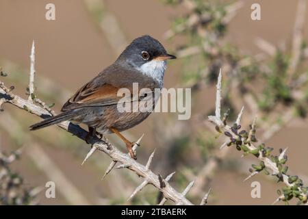 Paruline à lunettes (Sylvia conspicillata), mâle perché sur une branche archaïque, vue latérale, îles Canaries, Fuerteventura, Tindaya, Puerto del Rosario Banque D'Images