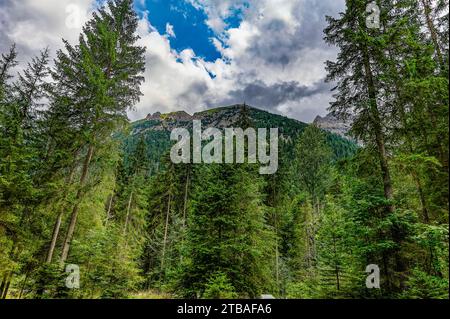 großer Alpsee, das vielseitige Naturerlebnis im Oberallgäu : der Große Alpsee-Rundweg Banque D'Images