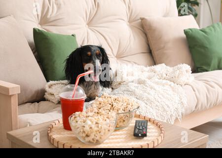 Mignon chien cocker Spaniel avec des bols de pop-corn, soda et TV télécommande couché sur le canapé dans le salon Banque D'Images