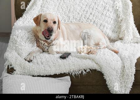 Chien Labrador mignon avec seau de pop-corn et télécommande de télévision couchée sur le canapé dans le salon Banque D'Images