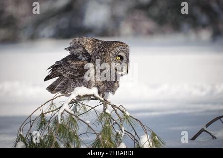 Great Grey Owl perchant sur un arbre Banque D'Images