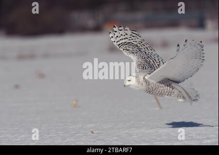 Snowy Owl en hiver qui chasse Banque D'Images