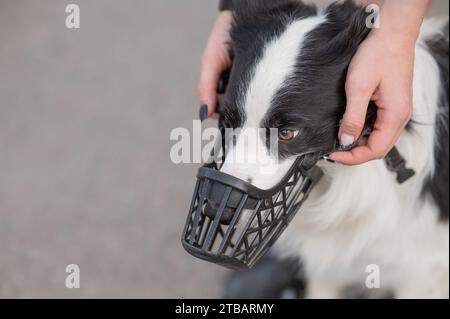 Femme marche 2 chiens. Gros plan des jambes de femmes, bordure de collie et taureau terrier dans les muzzles et sur les laisses lors d'une promenade à l'extérieur. Banque D'Images