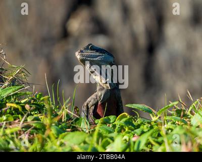 Dragon d'eau de l'est, lézards australiens, ventre supérieur rouge, tête tournée d'un côté Banque D'Images