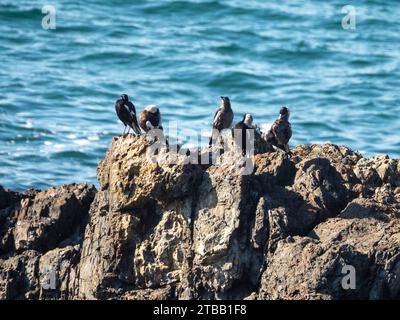 Australian Magpies, un chœur d'oiseaux chanteurs chantant sur les rochers surplombant l'océan Pacifique, Australie Banque D'Images