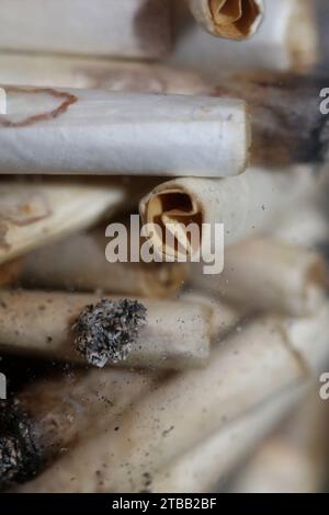 Beaucoup de conseils de joints fumants en verre transparent macro cannabis médical cretan super citron brume gros plan et fonds d'écran en super fine haute Banque D'Images