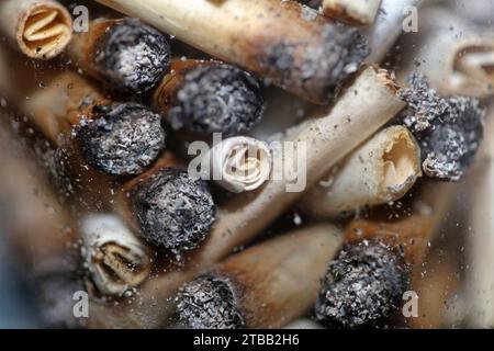 Beaucoup de conseils de joints fumants en verre transparent macro cannabis médical cretan super citron brume gros plan et fonds d'écran en super fine haute Banque D'Images