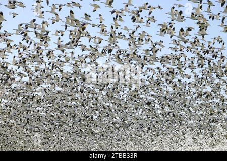 Des milliers d'oies des neiges décollent remplissant le ciel d'oiseaux noirs et blancs Banque D'Images