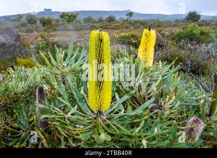 Fleurs jaunes de Candlestick Banksia (Banksia attenuata). Australie occidentale. Banque D'Images