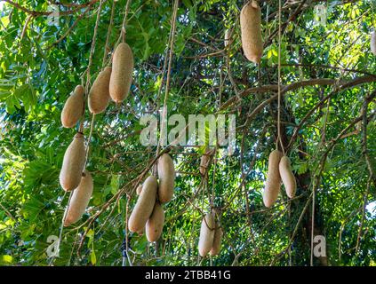 Fruits suspendus à l'arbre à saucisses (Kigelia sp.). Australie. Banque D'Images