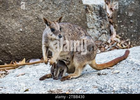 Une Mareeba Rock-wallaby (Petrogale mareeba) avec un joey dans sa poche. Queensland, Australie. Banque D'Images